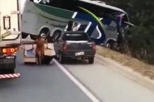 大型バスとトラックの事故現場で負傷者そっちのけで積み荷を盗みまくる人たち。ブラジル。