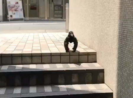 ナニコレどうなってる？名古屋PARCO東館で撮影された奇妙なカラスの動画が話題に。