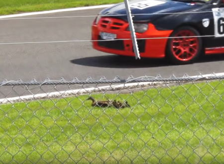 レース中のサーキットを横切ろうとするカルガモの親子にヒヤヒヤする動画。オウルトン・パーク
