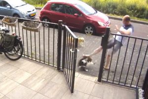 散歩中のワンちゃんとネコの喧嘩に参戦してしまった飼い主の映像が撮影されるｗｗｗ