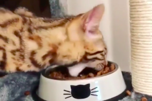 このネコちゃんのご飯の食べ方ｗｗｗ顎をショベルのように使ってカリカリを食べる猫。