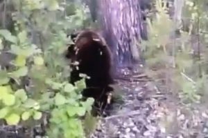 森林の中で遭遇したヒグマに極限まで近づいた男。自分が襲われる瞬間をカメラに記録する。