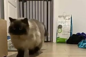 このネコちゃんのジャンプのしかた可愛すぎないｗｗｗ2回みたくなる動画。