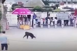 中国の動物園でチンパンジーが脱走し飼育員の男性がドロップキックされてしまう。