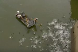 ケンタッキー州で行われた電気ショッカー船による外来魚駆除の動画がすごい。