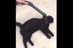 室内飼いのネコちゃんを掃除機に慣れさせるとこんな便利なことができちゃう動画。