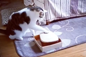 タイマー式餌箱の突破方法をマスターしてしまったネコちゃんの動画が大人気に。
