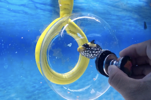 水槽の中の魚を網を使わずに安全に捕まえることができるバブルトラップの紹介ビデオ。