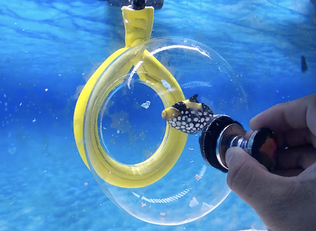 水槽の中の魚を網を使わずに安全に捕まえることができるバブルトラップの紹介ビデオ。