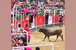 スペインで闘牛がフェンスを軽やかに飛び越えて観客席に飛び込み19人が重軽傷。