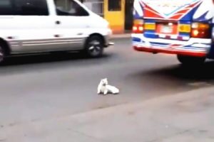 人生にうんざりした？あまりにも危険なネコの謎行動にドキドキするビデオ。ペルー。