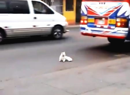 人生にうんざりした？あまりにも危険なネコの謎行動にドキドキするビデオ。ペルー。