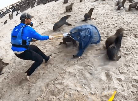 極太の釣り糸が絡まったアシカたちを助けるカヤッカーたちの活動がスバラシイ。