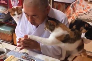 猫にめっちゃ囲まれている住職の朝食風景が人気にｗｗｗこれはほのぼの長楽寺。