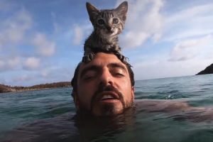 なんだこの子猫。水を怖がらないどころか自ら海に入ってしまう子猫の動画が人気に。