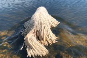 あのモップみたいな犬「コモンドール」が湖で泳ぐとこうなる動画。もうほんとにモップ。