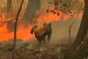 森林火災から逃げ遅れたコアラを助け出した女性のGJ動画。オーストラリア。