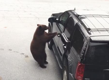 カリフォルニアの熊は車好き？また車のドアを開けて乗り込んでしまう熊が撮影される。