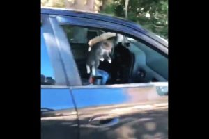 これほどパニックになっているネコを見た事がないｗｗｗ狭い車内でパニックになる5匹のニャンコ。