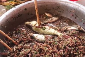 ベトナムには生きた魚を頭からバリバリと食べる料理があるらしい動画。内臓もそのまま。