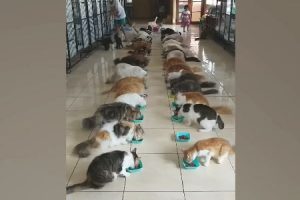 バリ島の捨て猫シェルター「ポンキャットハウス」に住むネコちゃんたちのお食事風景。