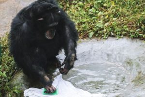 石鹸とブラシを使ってTシャツを洗うチンパンジーの仕草がもうほとんどヒトだった。