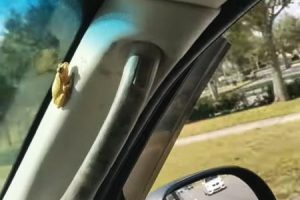 この動画あぶねえけどワロタｗｗｗｗｗ私の車の中にアマガエルがいるよと撮影していたらｗｗｗ