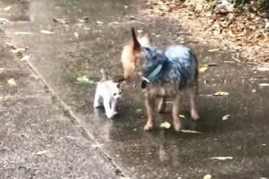 ほんわか。雨に濡れていた子猫を連れ帰った小ワンコの動画にほっこりする。