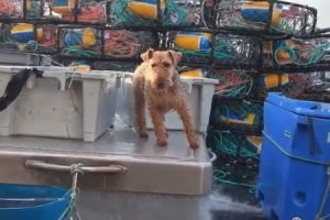 大きく揺れる船の上での生活にうまく順応している船乗りの犬。