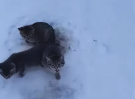 足が氷に張り付いて動けなくなっていた3匹の子猫たちをコーヒーで救った男。