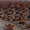 中国の養鶏農家が肉質を上げるために7万匹の鶏を散歩させてる様子が凄いｗｗｗ