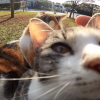 日本人が公園で寄ってきた猫を撫でているだけの映像が海外で流行ってしまうｗｗ　しかし癒されるｗｗ