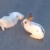 車に轢かれて死んだウサギに寄り添うもう１匹のウサギ。　眺めていると衝撃の行動にｗｗ