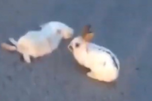 車に轢かれて死んだウサギに寄り添うもう１匹のウサギ。　眺めていると衝撃の行動にｗｗ