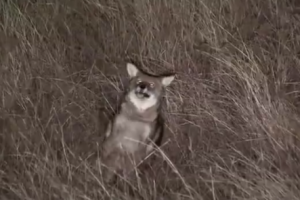 【微閲覧注意】2分で68体の野生の狼たちがハンターに無惨にも射殺されていく映像