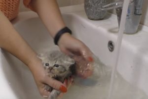 拾われた子猫の初めてのお風呂が可愛すぎてたまらん！な映像(*ﾟ∀ﾟ)=3　