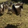 羊がタイヤブランコにハマって困ってしまう動画がワロタｗｗｗ