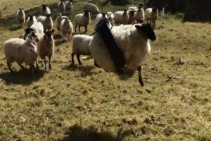 羊がタイヤブランコにハマって困ってしまう動画がワロタｗｗｗ