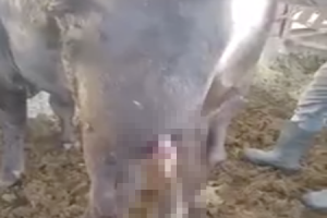【閲覧注意】牛の脚に出来た巨大な膿疱を潰してピューする映像がグロすぎた