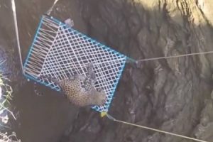 【衝撃】井戸に落ちて救出されたヒョウさん、速攻で恩返ししてしまう