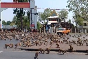 コロナで餌をくれる観光客が消え”腹を空かせた数百匹の猿達”が一切れのオヤツを奪い合う衝撃の映像