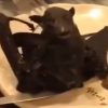 【微閲覧注意】新型コロナの原因とも呼ばれるコウモリの食べ方を教える中国人の映像