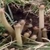 何これ可愛いｗｗｗ　巣穴から顔を出すヘビの家族