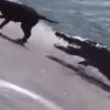 【衝撃】ジャマイカで野良犬を池に放り込みワニの餌にしてしまう胸糞動画