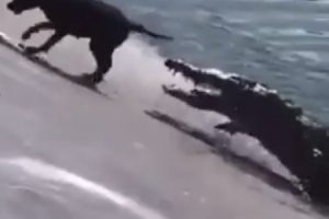 【衝撃】ジャマイカで野良犬を池に放り込みワニの餌にしてしまう胸糞動画