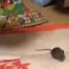 女子小学生の部屋にネズミが出現して大騒ぎする動画がワロタ