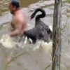 川で泳ぐオッサンが”白鳥”に全力で襲われてる動画がワロタｗｗｗ