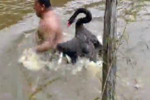 川で泳ぐオッサンが”白鳥”に全力で襲われてる動画がワロタｗｗｗ