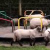 ロックダウン中のイギリス。公園では子羊ちゃんたちが遊具に夢中になっていたｗｗｗ