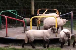 ロックダウン中のイギリス。公園では子羊ちゃんたちが遊具に夢中になっていたｗｗｗ